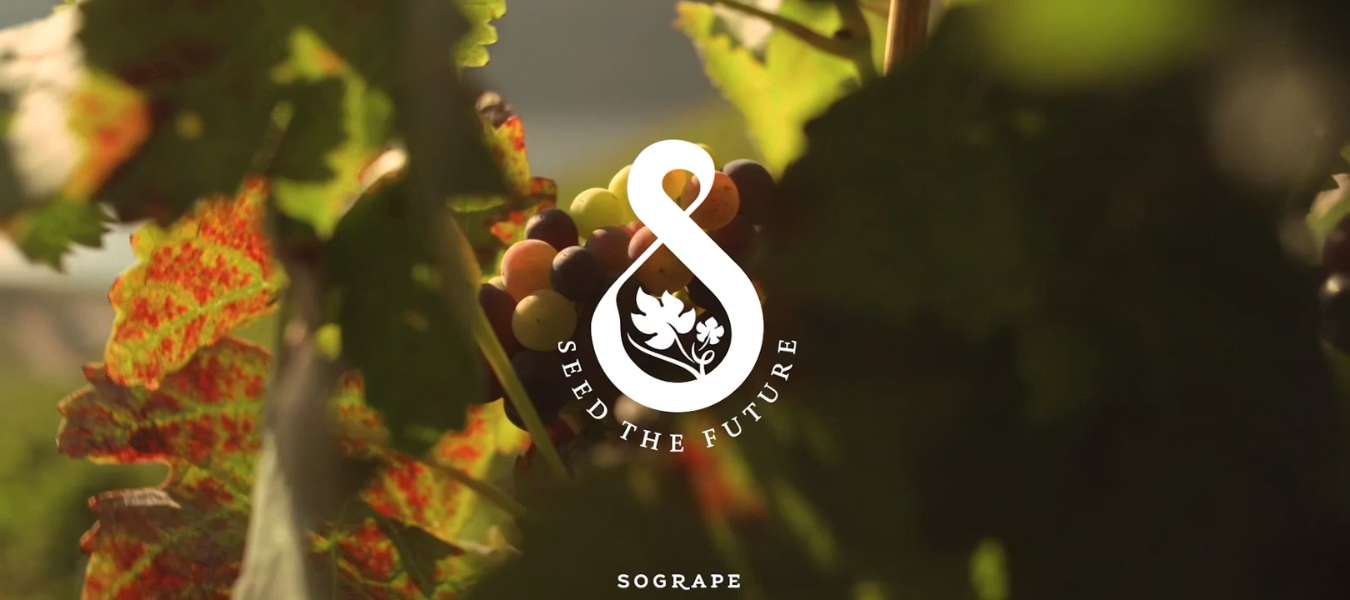 Imagem Sogrape Reforça Compromisso com a Sustentabilidade e Apresenta Resultados de Impacto Ambiental
